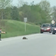 Illustration for article titled Vile Beast Groundhog Shot To Death By Valiant Officer of The Lawem/em